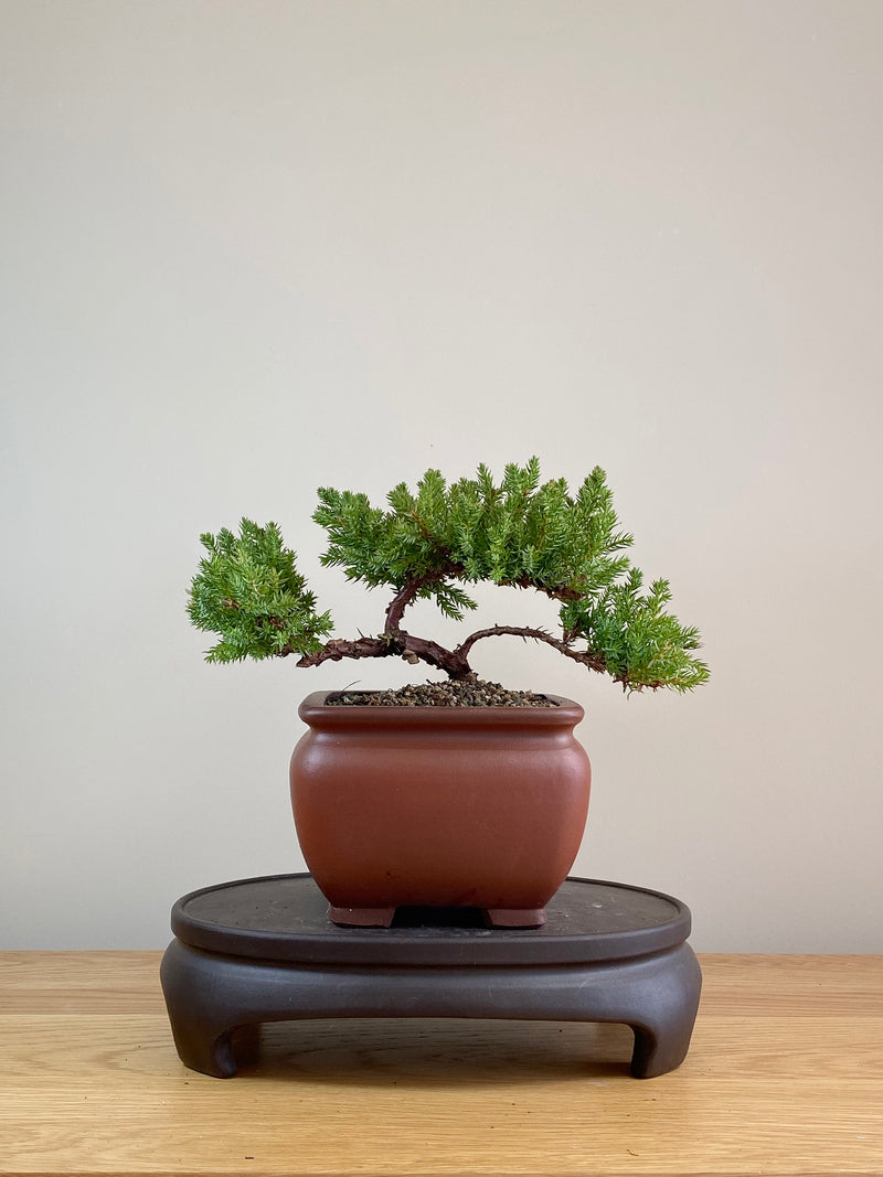 JAPANESE JUNIPER (JP07017)