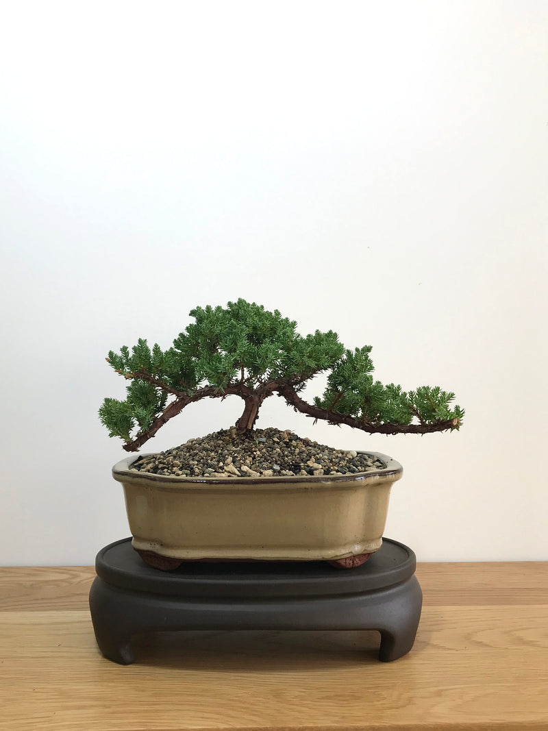 JAPANESE JUNIPER (JP07017) - MiniGardens NZ