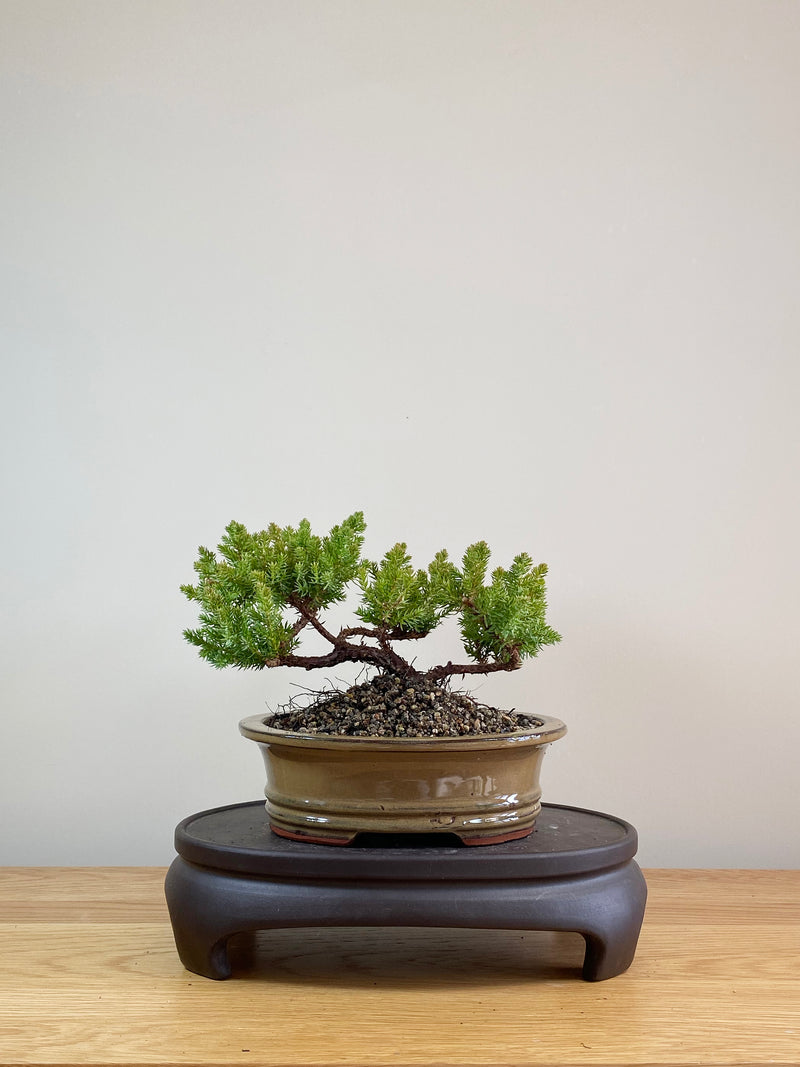 JAPANESE JUNIPER (JP07018)