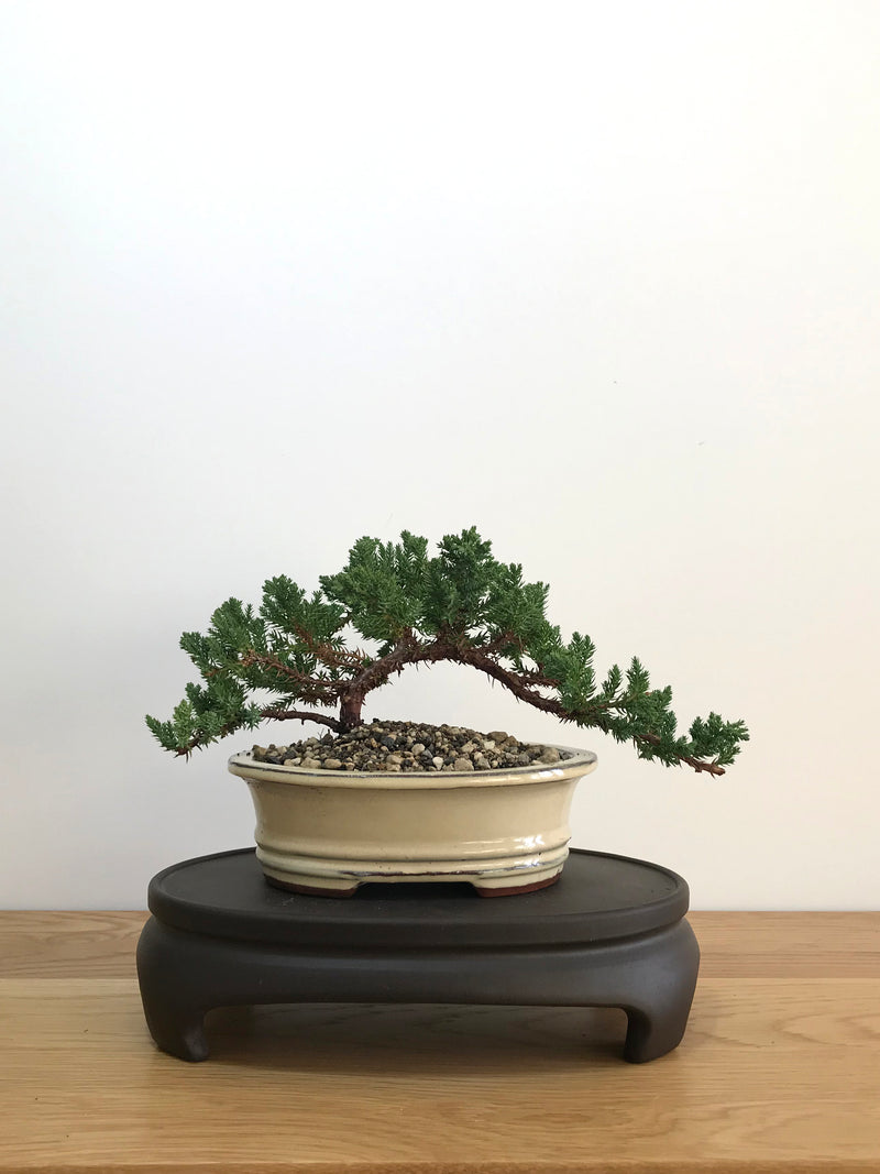JAPANESE JUNIPER (JP07018) - MiniGardens NZ