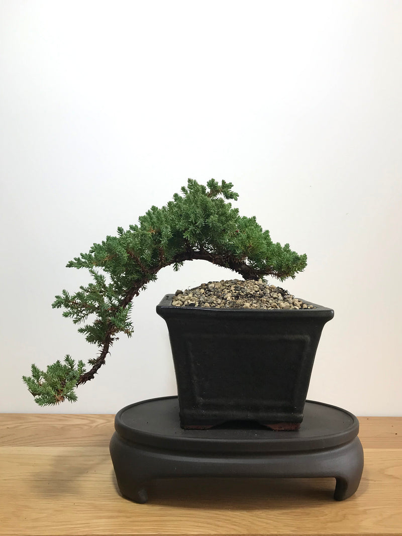 JAPANESE JUNIPER (JP07019) - MiniGardens NZ