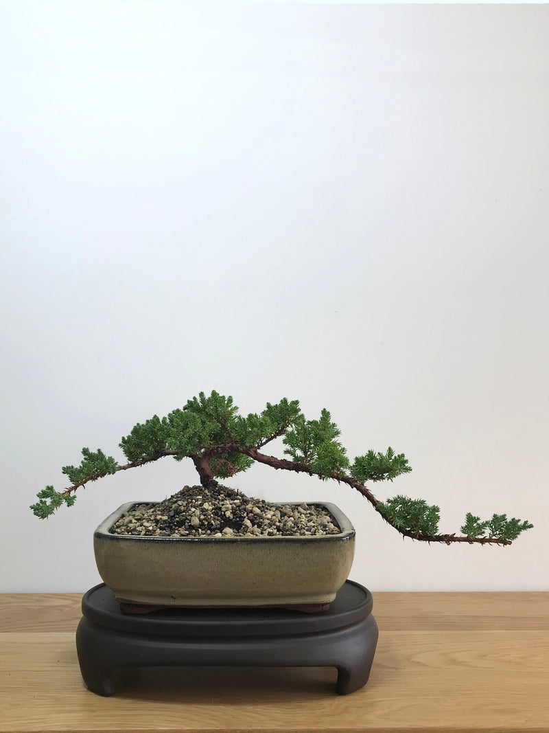 JAPANESE JUNIPER (JP07020) - MiniGardens NZ