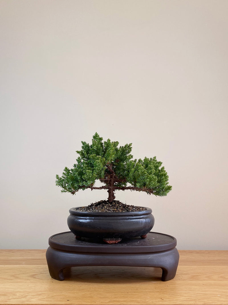 JAPANESE JUNIPER (JP07020)