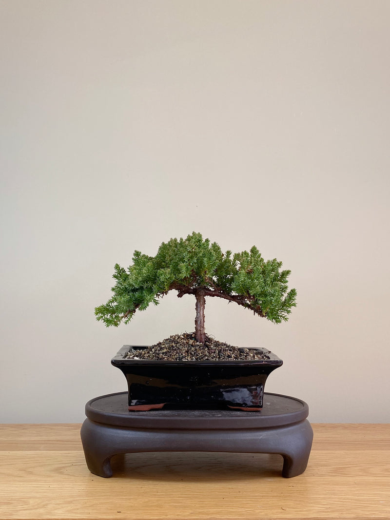 JAPANESE JUNIPER (JP07021)