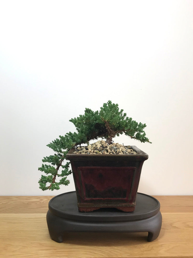 JAPANESE JUNIPER (JP07022) - MiniGardens NZ