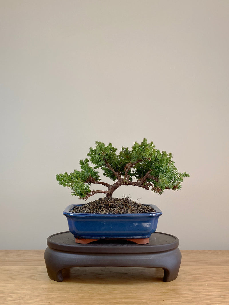 JAPANESE JUNIPER (JP07022)