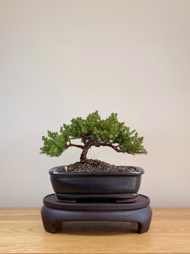 JAPANESE JUNIPER (JP07023)