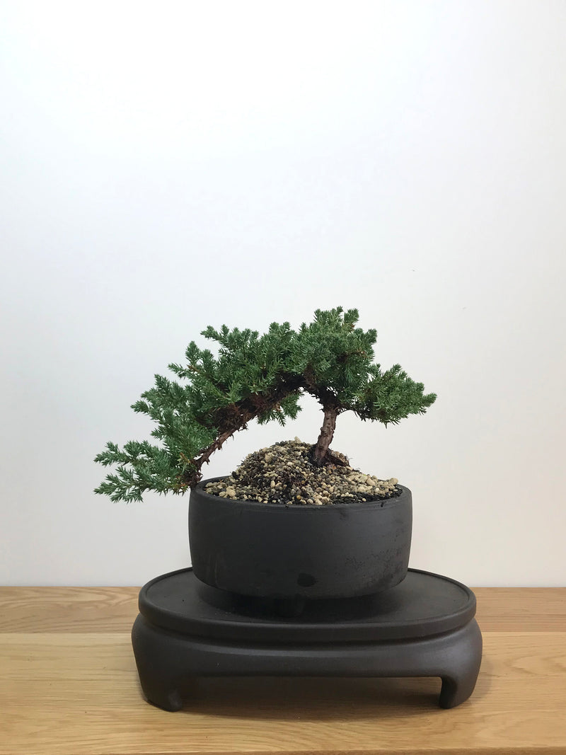 JAPANESE JUNIPER (JP07024) - MiniGardens NZ