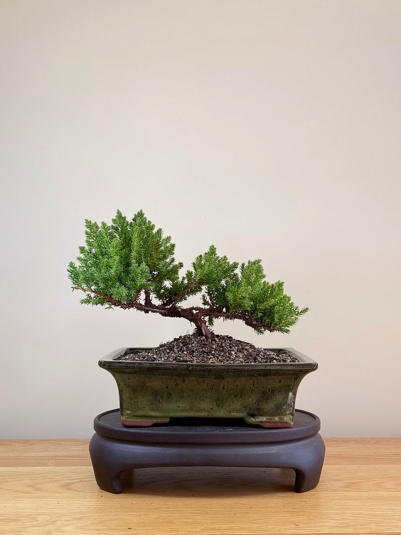 JAPANESE JUNIPER (JP07024)