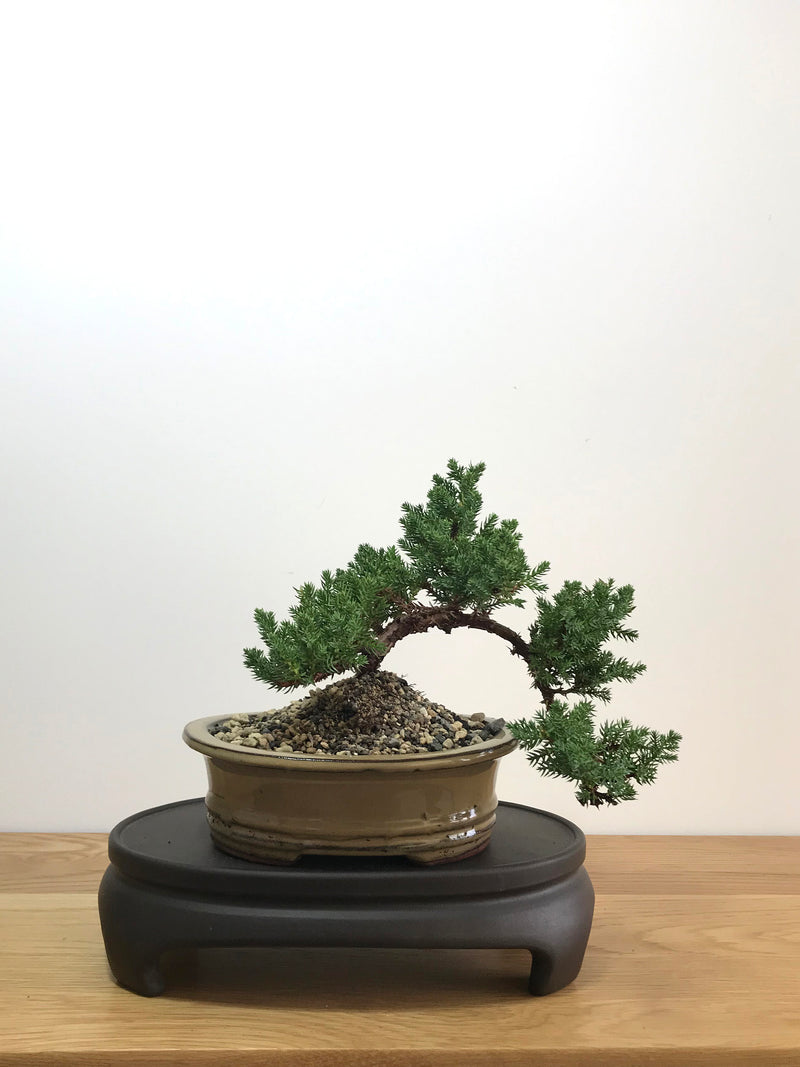 JAPANESE JUNIPER (JP07025) - MiniGardens NZ
