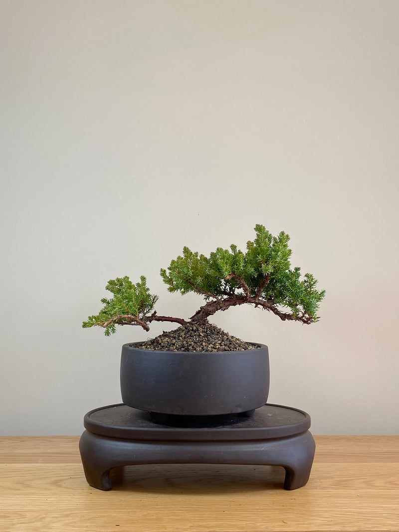 JAPANESE JUNIPER (JP07025)