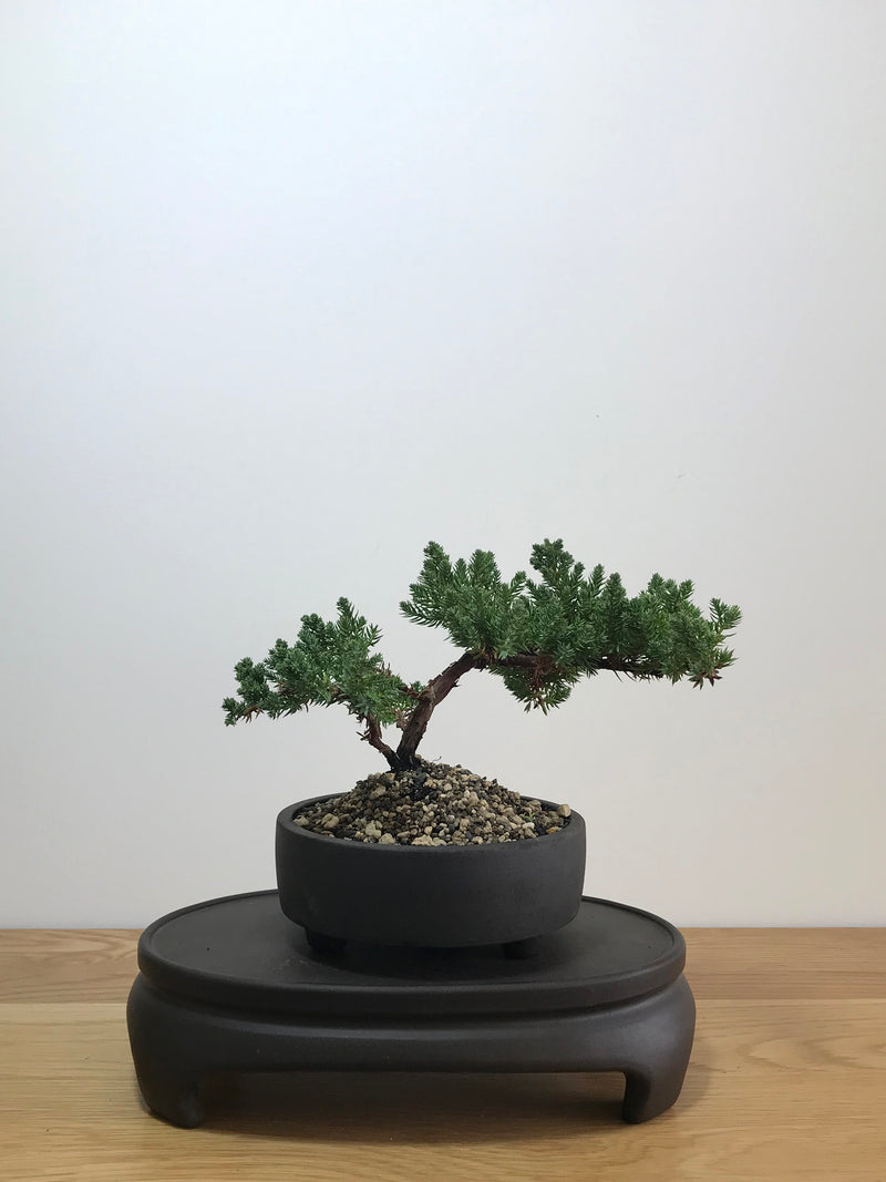 JAPANESE JUNIPER (JP07026) - MiniGardens NZ