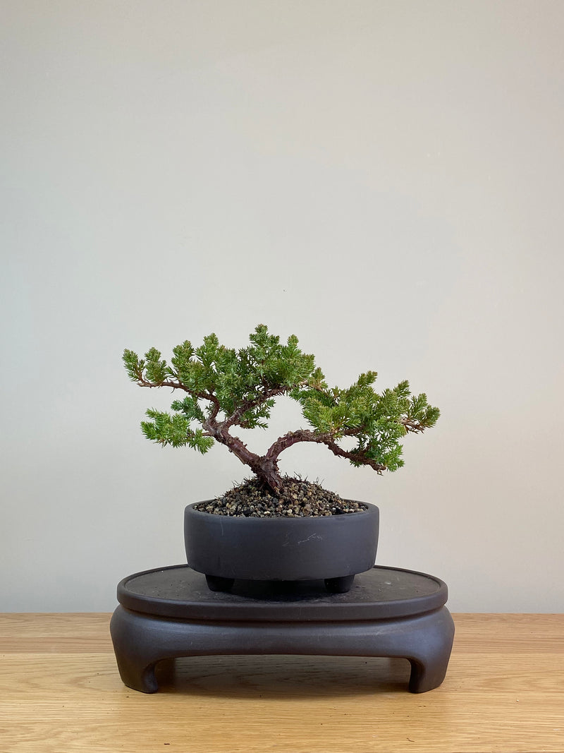 JAPANESE JUNIPER (JP07026)