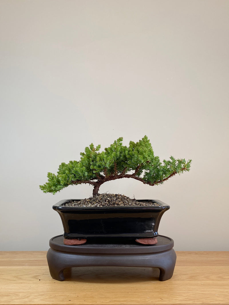 JAPANESE JUNIPER (JP07027)