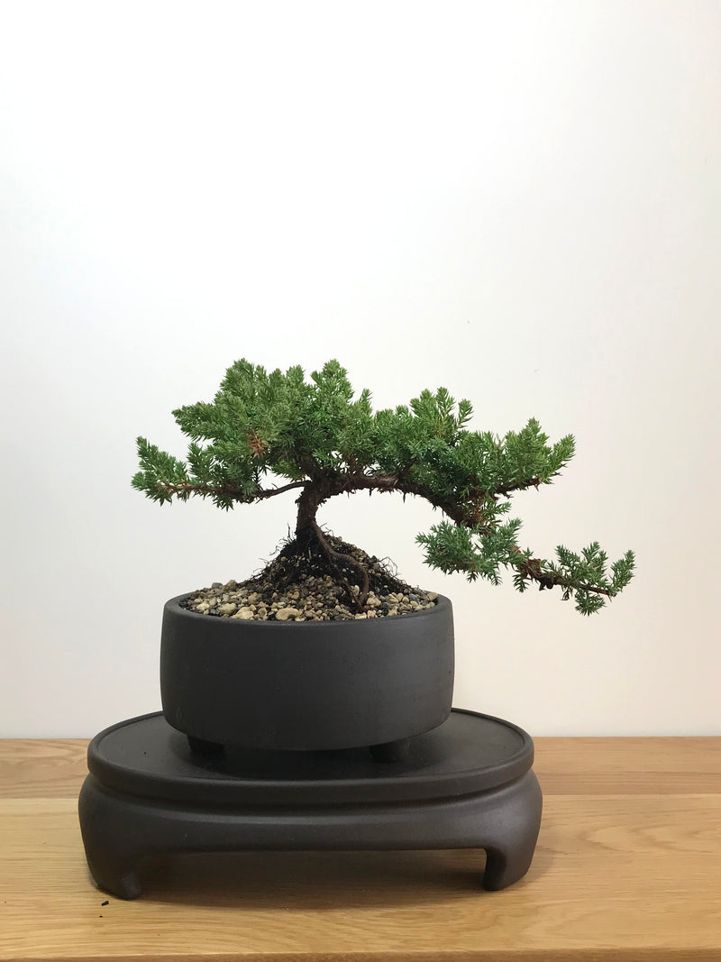 JAPANESE JUNIPER (JP07027) - MiniGardens NZ