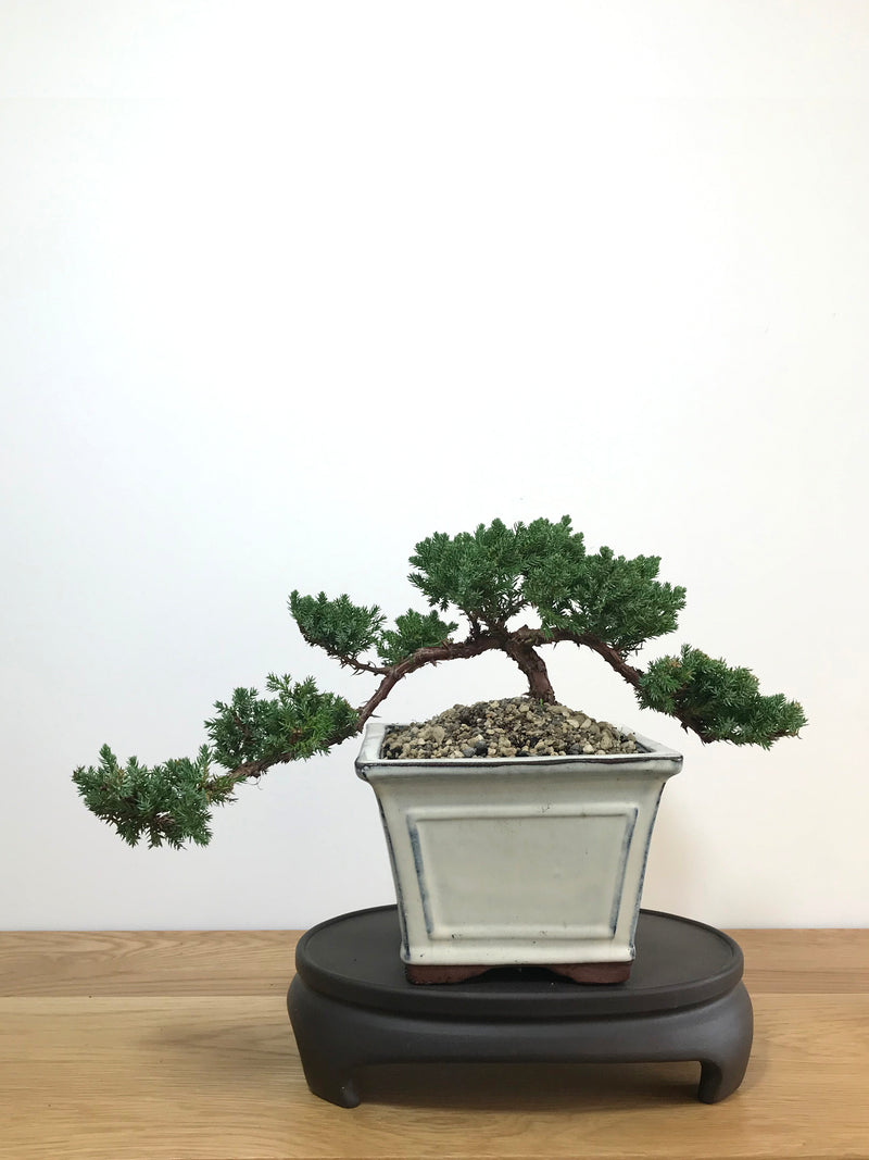 JAPANESE JUNIPER (JP07028) - MiniGardens NZ