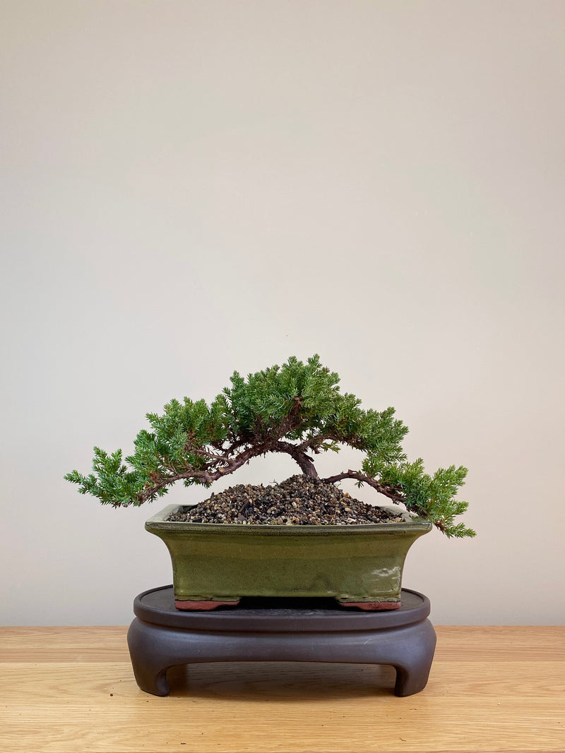 JAPANESE JUNIPER (JP07029)