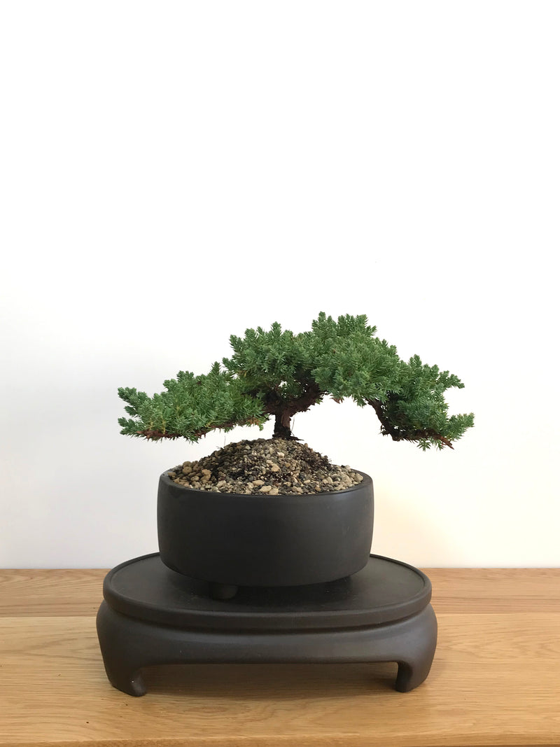 JAPANESE JUNIPER (JP07029) - MiniGardens NZ