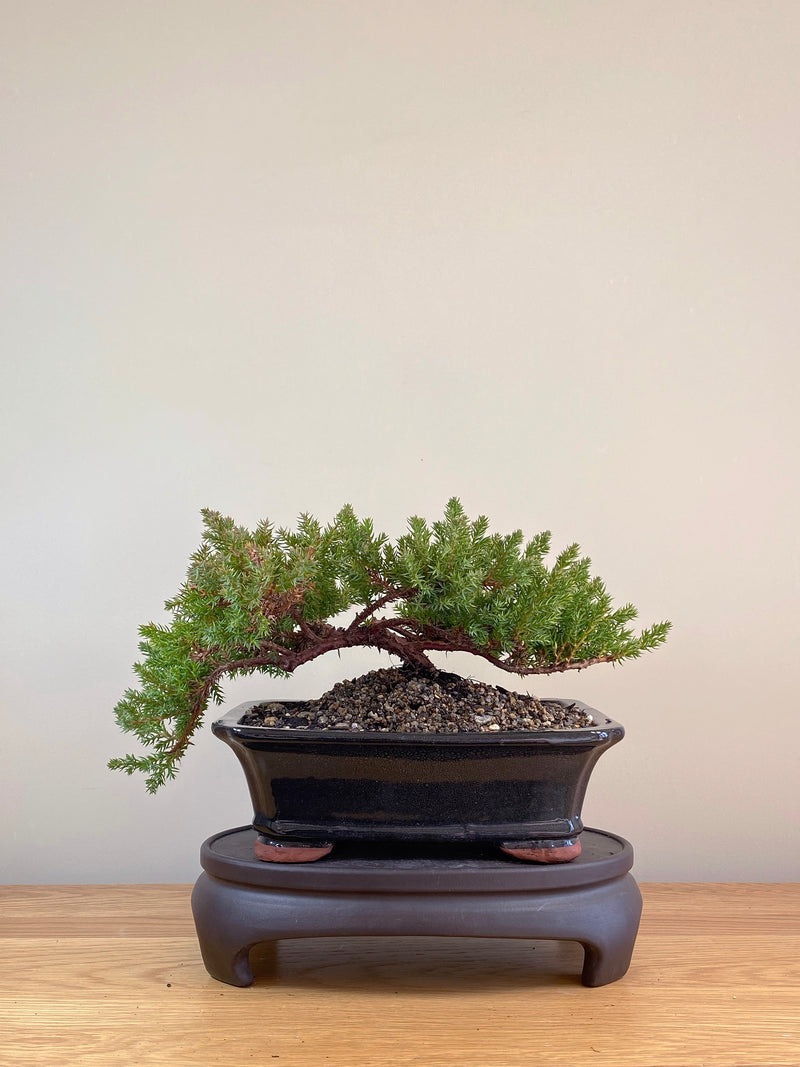JAPANESE JUNIPER (JP07030)