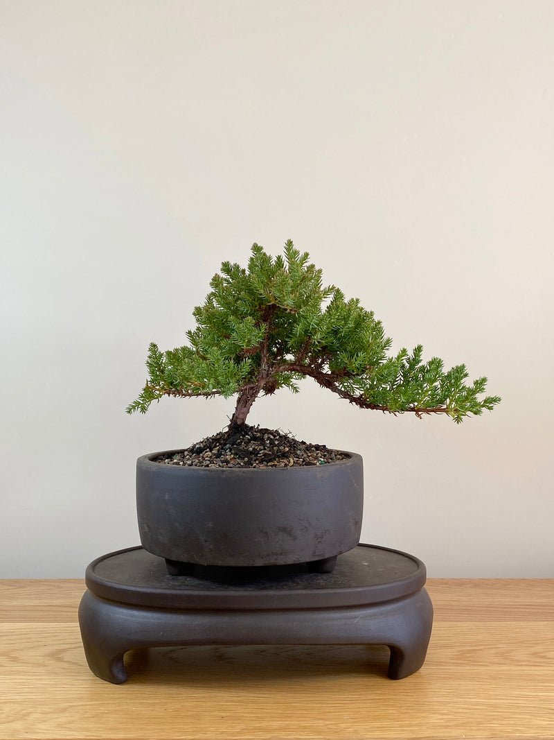 JAPANESE JUNIPER (JP08000)