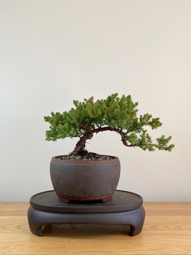 JAPANESE JUNIPER (JP08004)