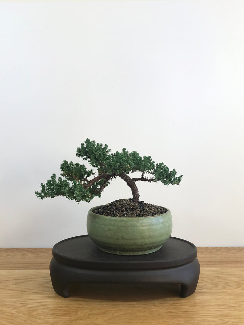 JAPANESE JUNIPER (JP08005) - MiniGardens NZ