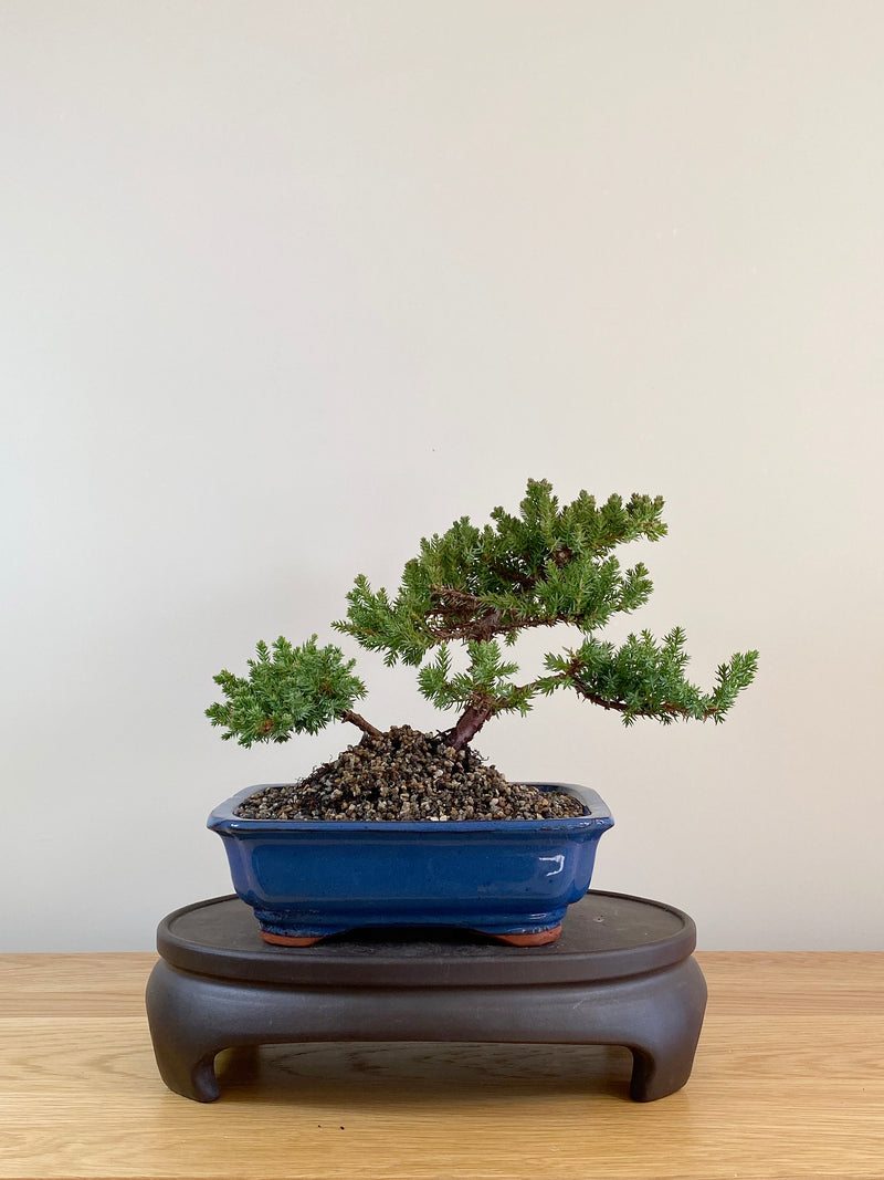 JAPANESE JUNIPER (JP08005)