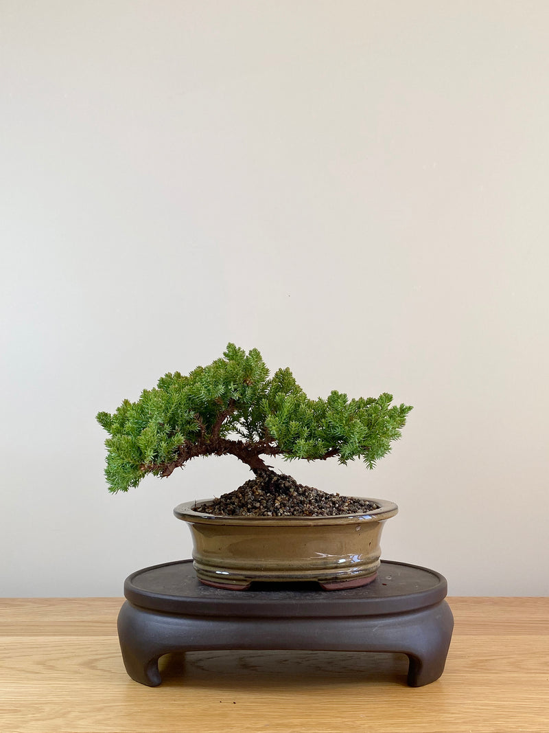 JAPANESE JUNIPER (JP08006)