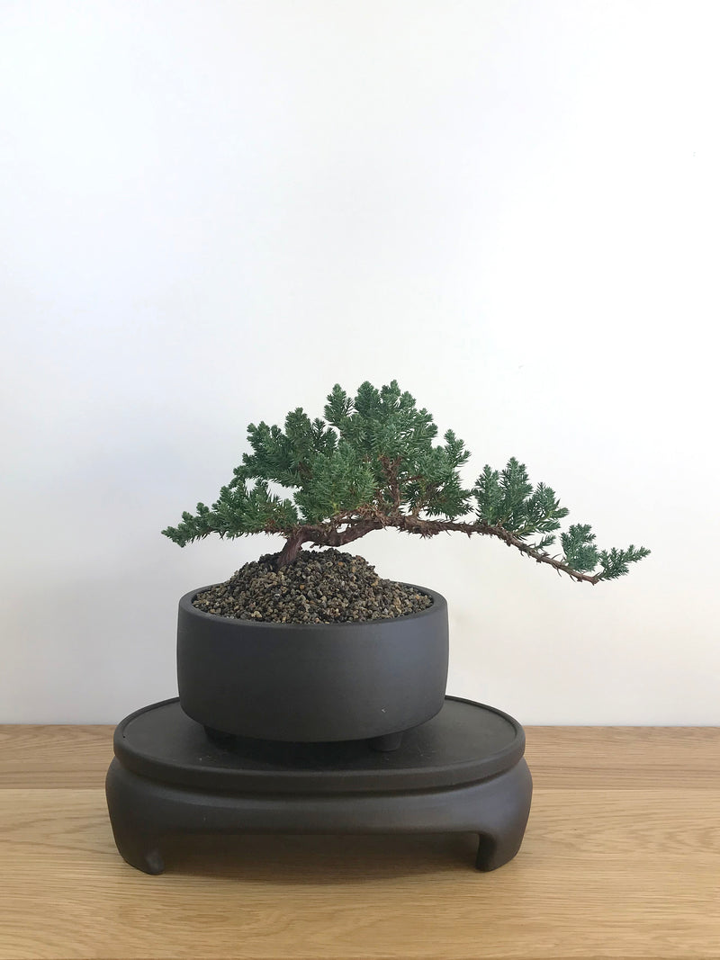 JAPANESE JUNIPER (JP08008) - MiniGardens NZ