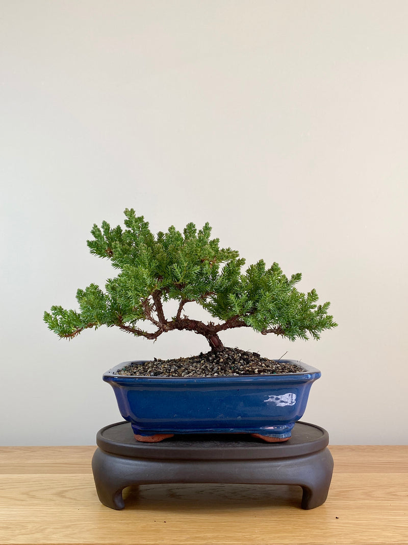 JAPANESE JUNIPER (JP08008)