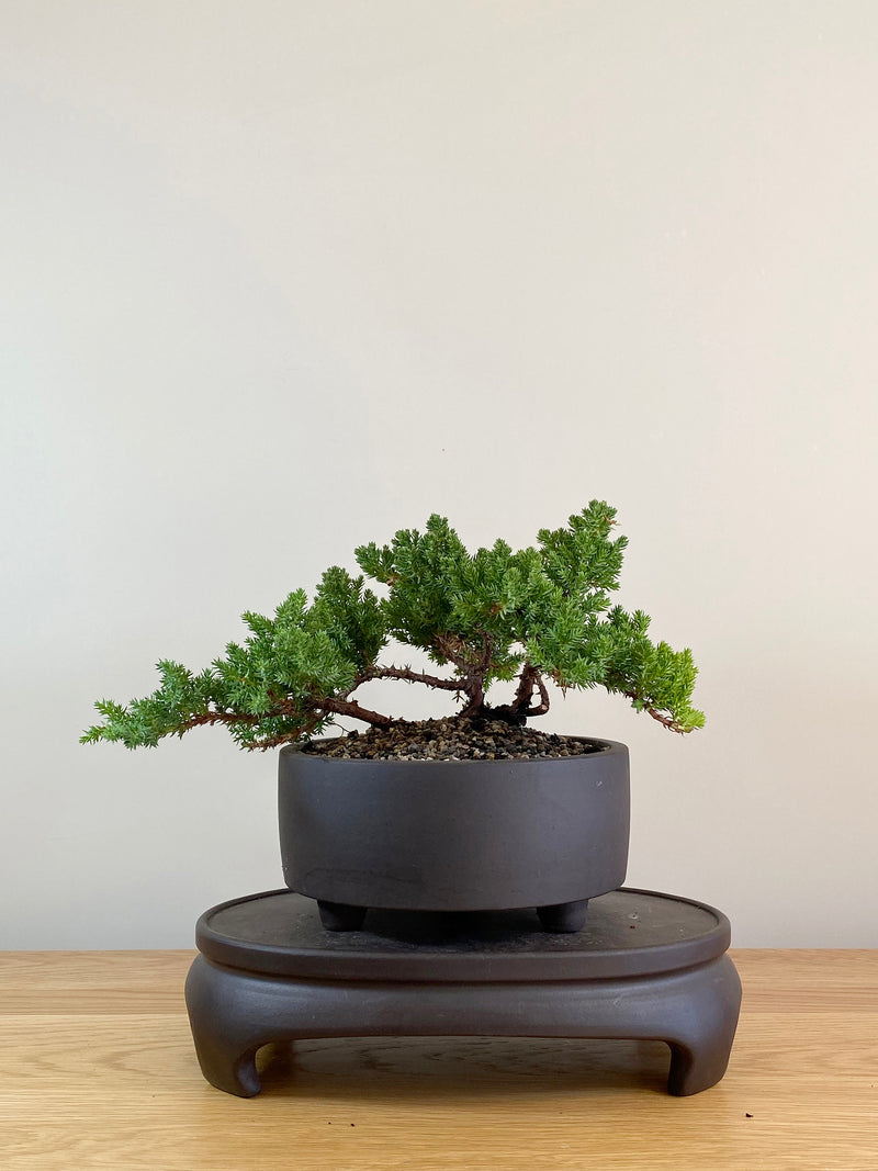JAPANESE JUNIPER (JP08009)