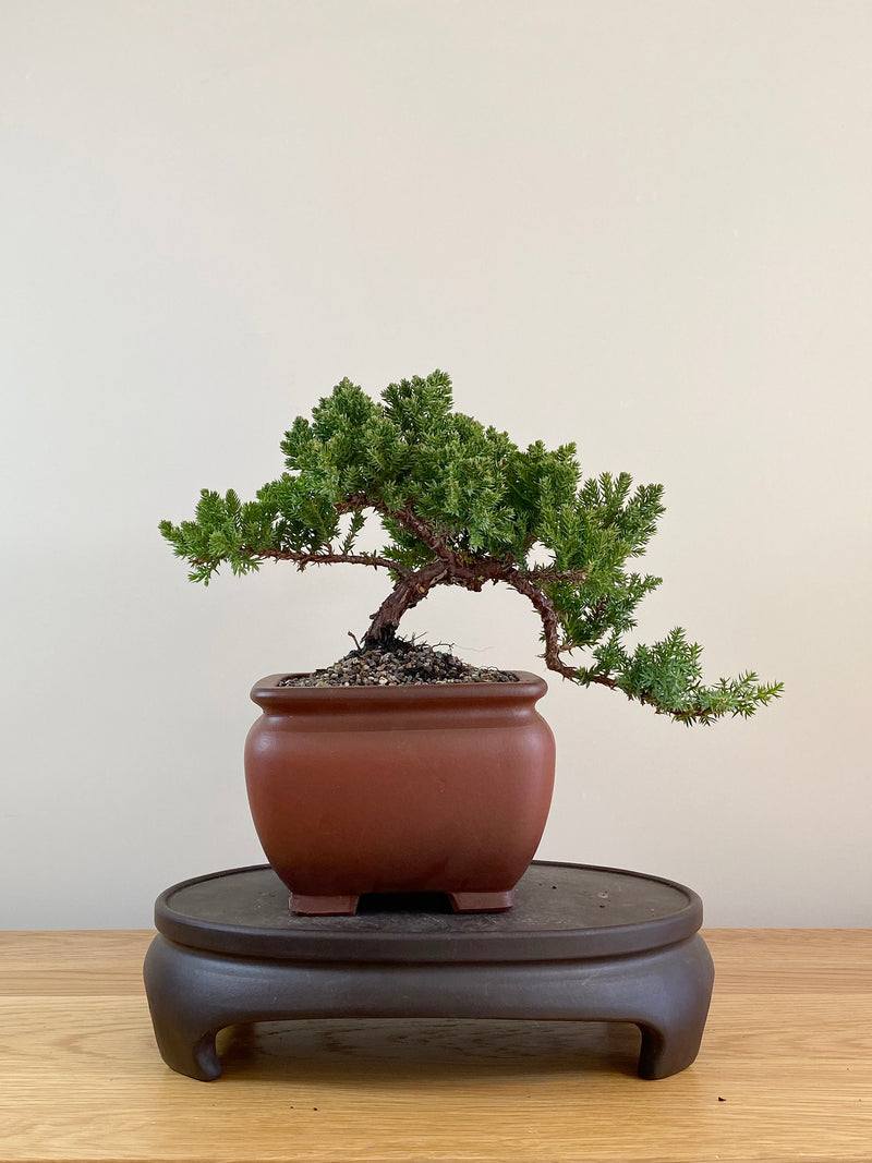 JAPANESE JUNIPER (JP08010)