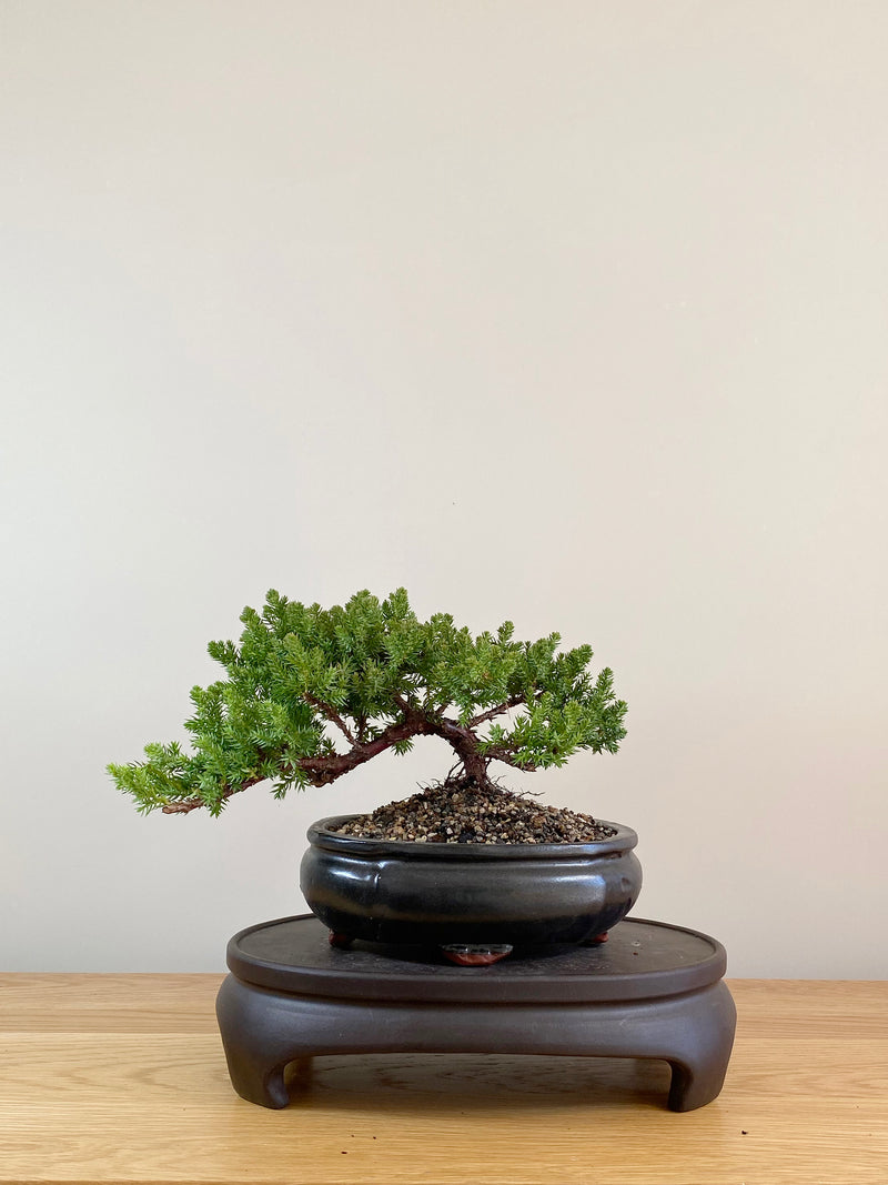 JAPANESE JUNIPER (JP08011)