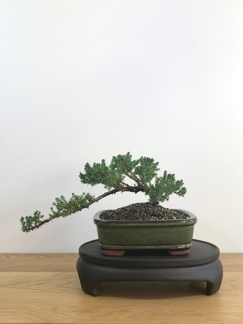 JAPANESE JUNIPER (JP08011) - MiniGardens NZ