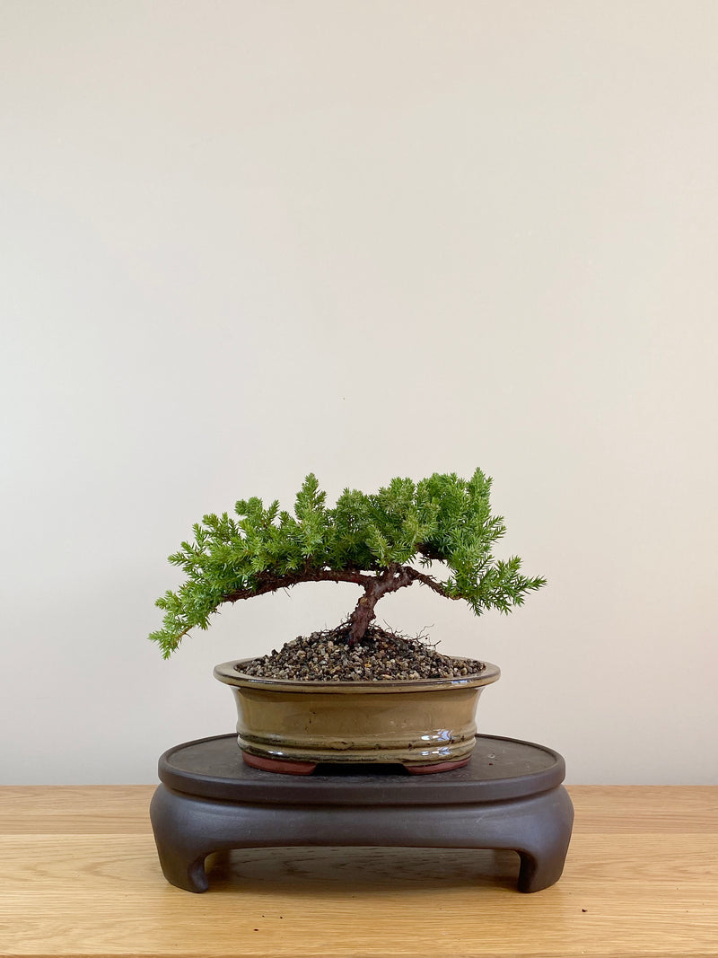 JAPANESE JUNIPER (JP08012)