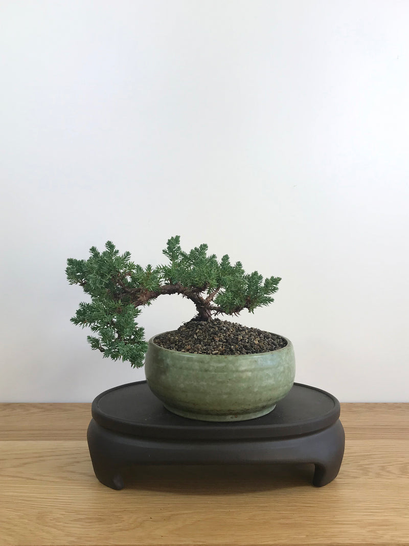 JAPANESE JUNIPER (JP08012) - MiniGardens NZ
