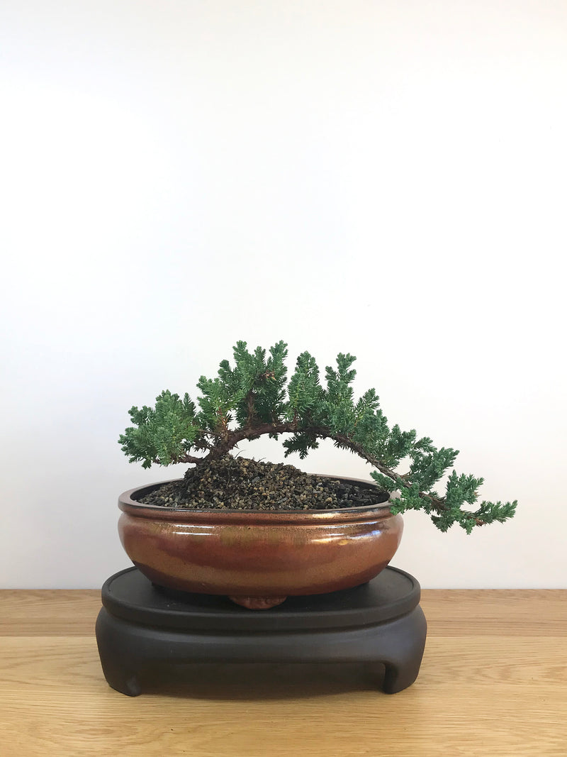 JAPANESE JUNIPER (JP08015) - MiniGardens NZ