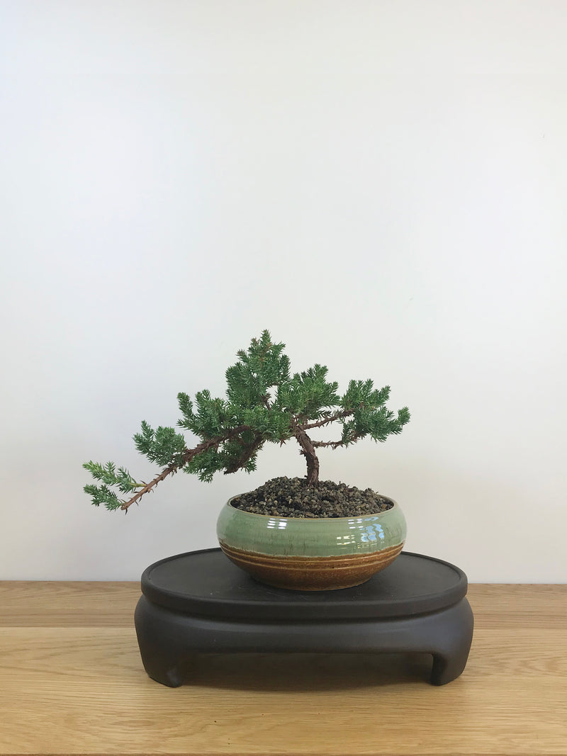 JAPANESE JUNIPER (JP08016) - MiniGardens NZ