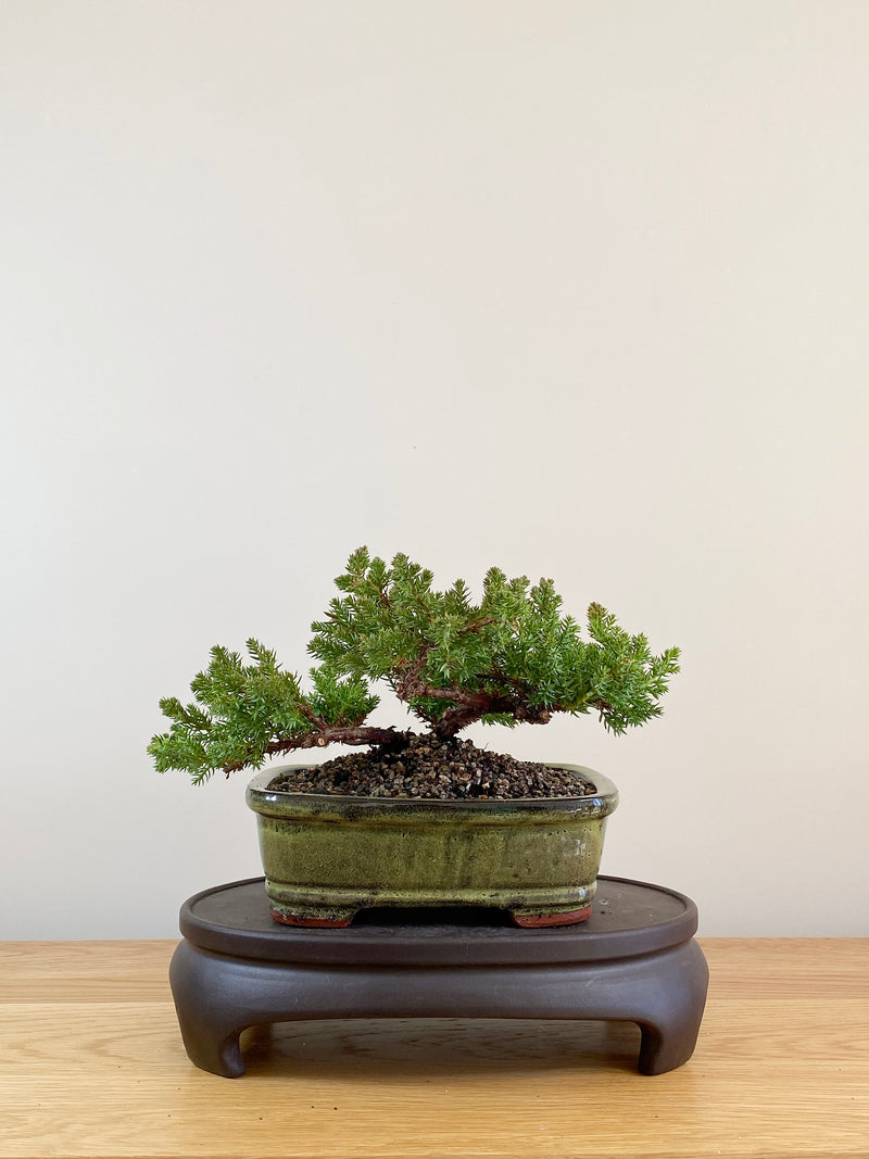 JAPANESE JUNIPER (JP08016)