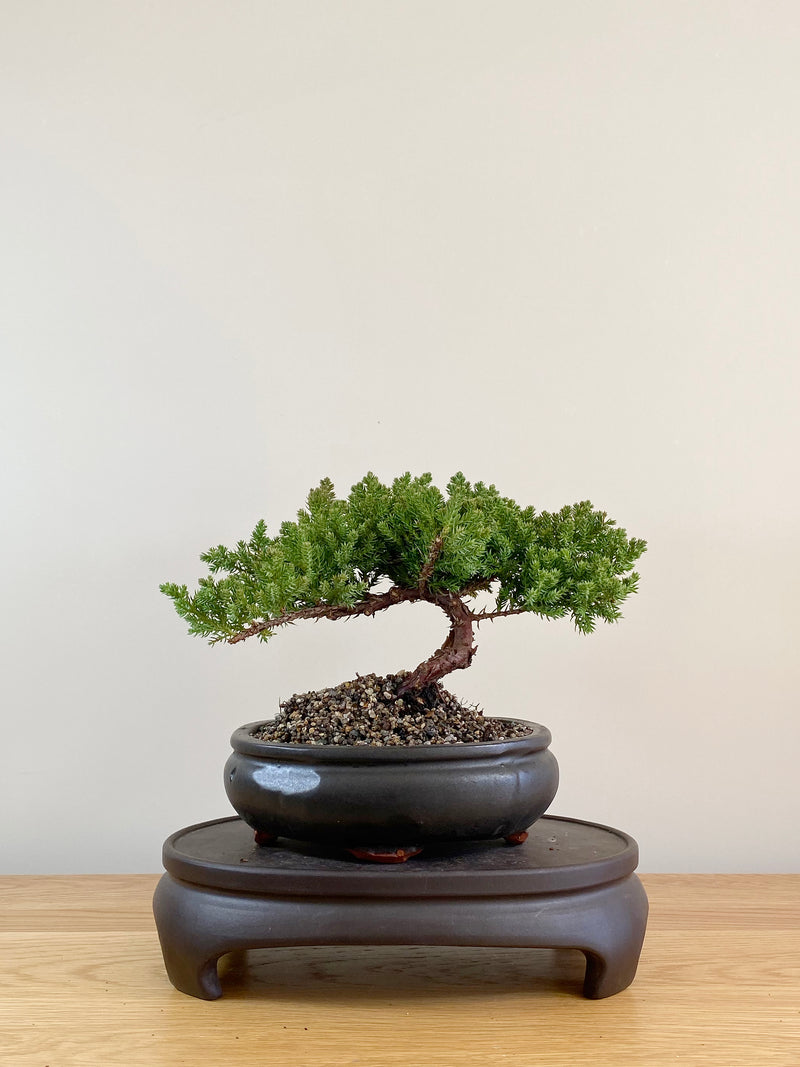 JAPANESE JUNIPER (JP08017)
