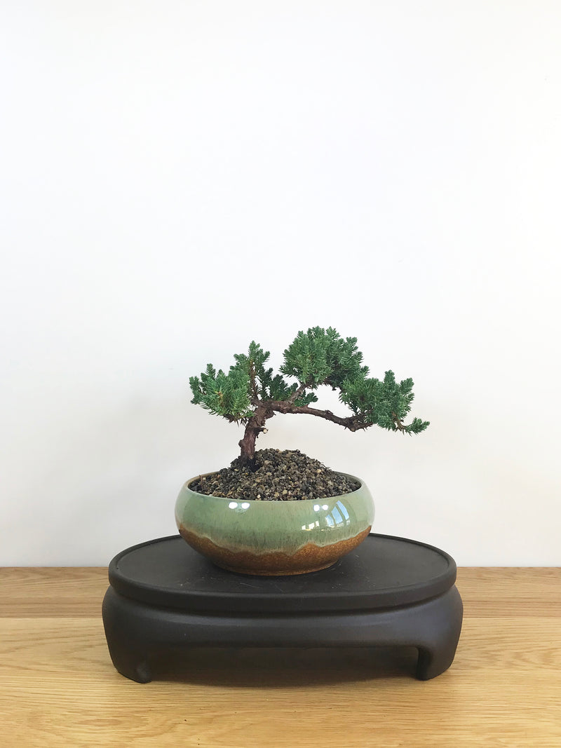 JAPANESE JUNIPER (JP08017) - MiniGardens NZ