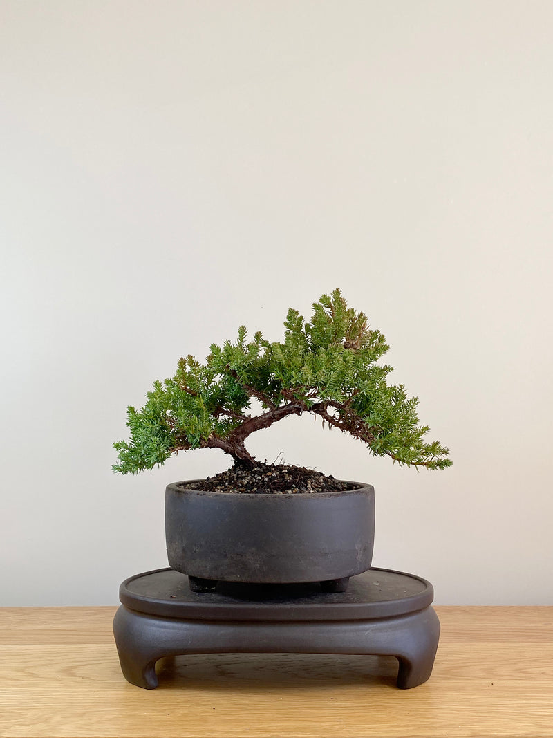 JAPANESE JUNIPER (JP08018)