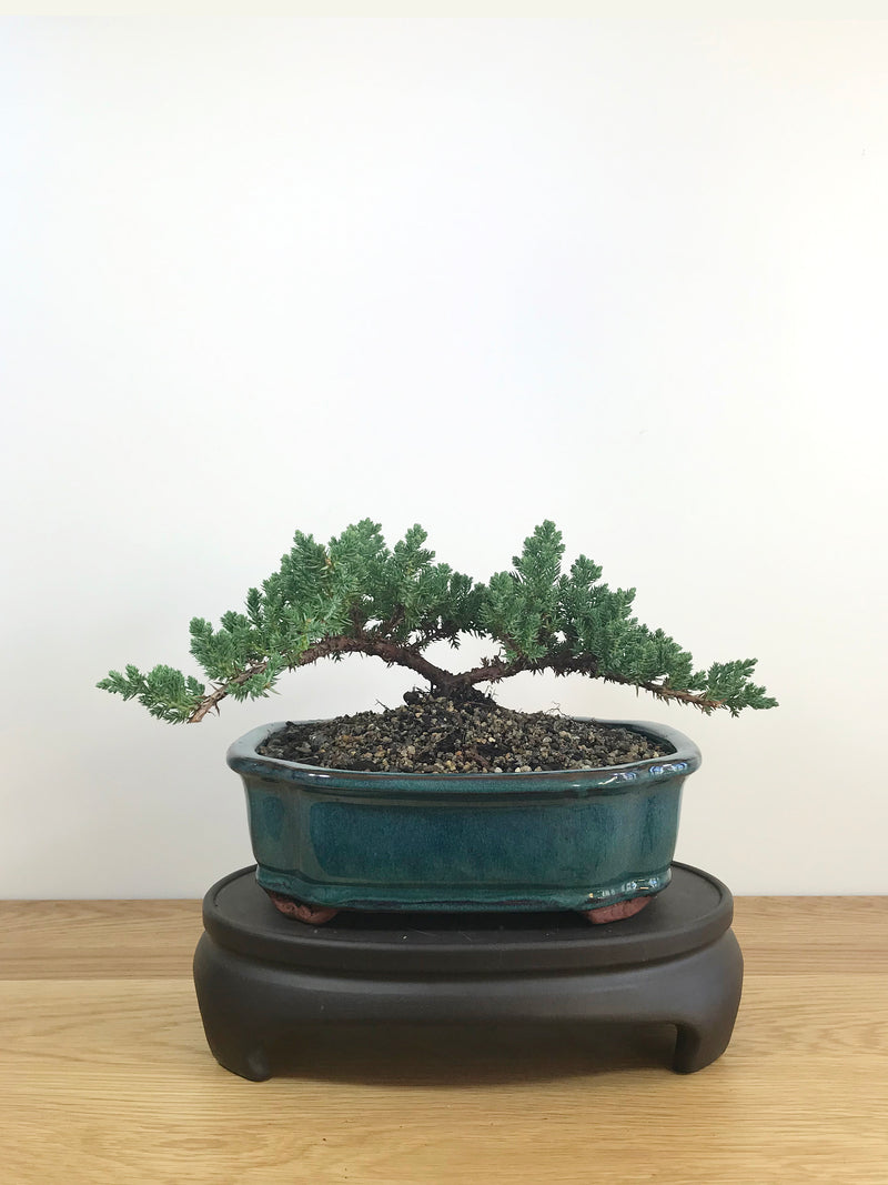 JAPANESE JUNIPER (JP08018) - MiniGardens NZ