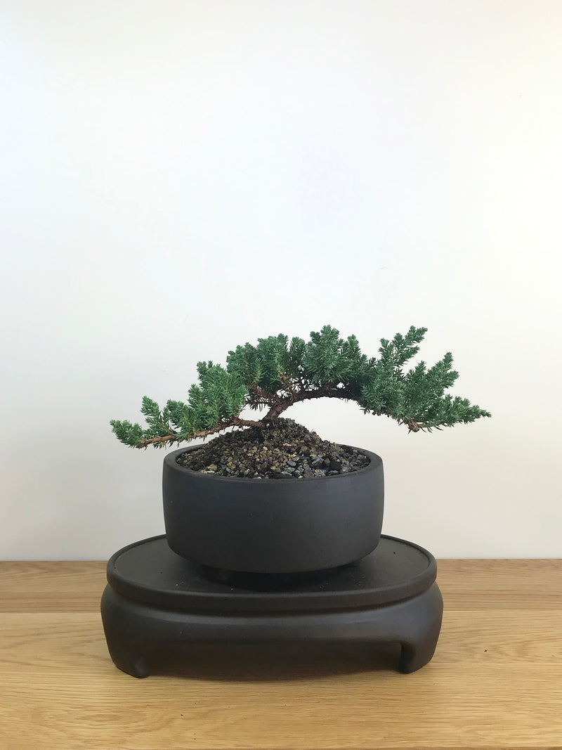 JAPANESE JUNIPER (JP08019) - MiniGardens NZ