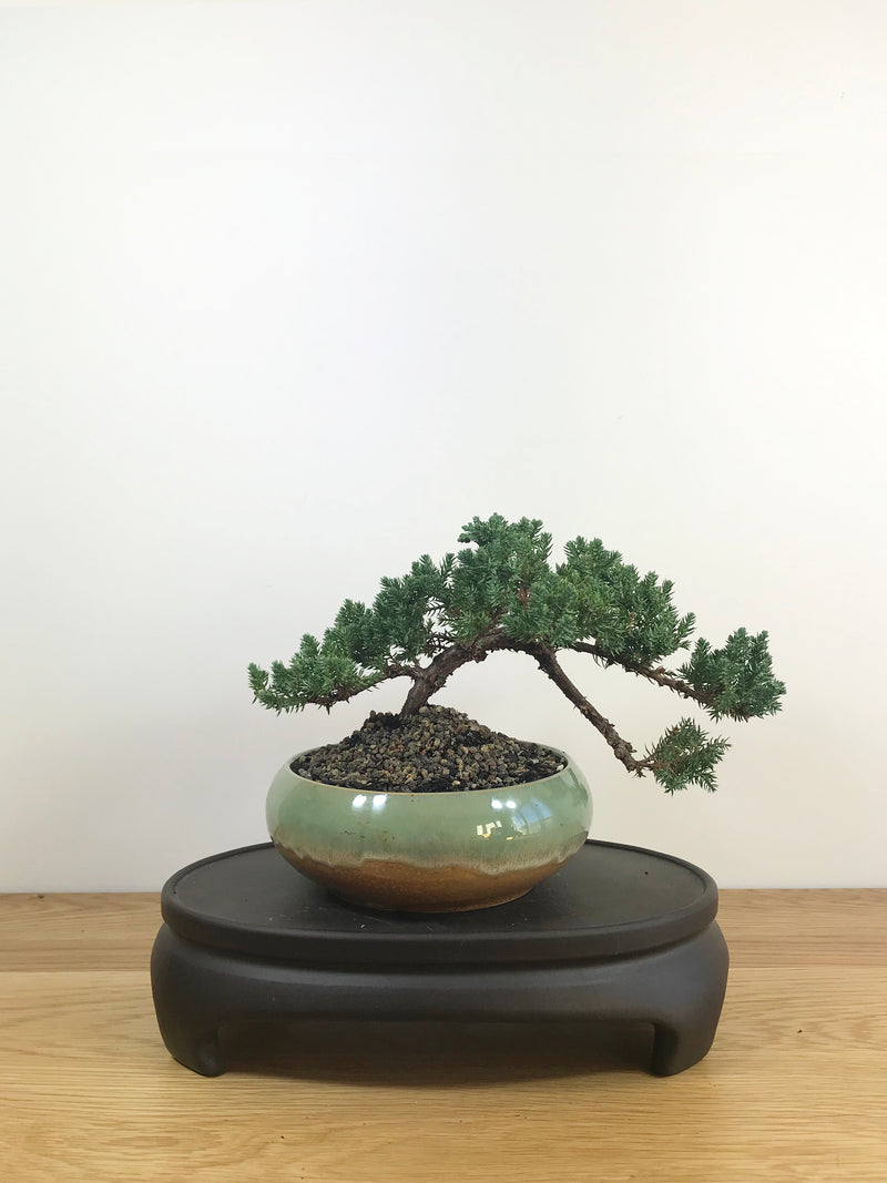 JAPANESE JUNIPER (JP08020) - MiniGardens NZ
