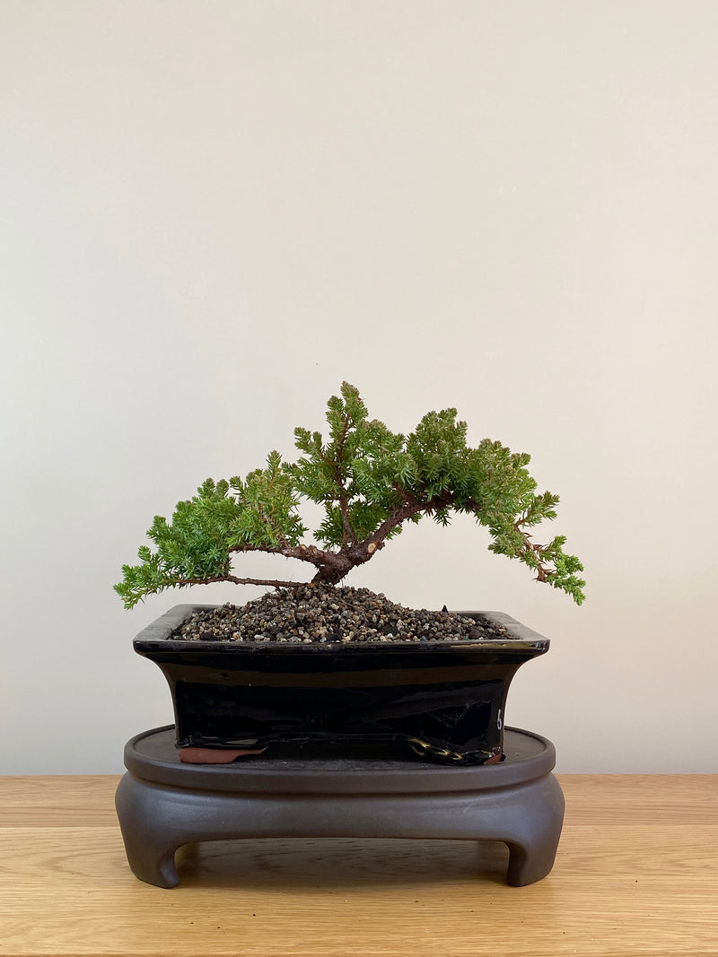 JAPANESE JUNIPER (JP08020)