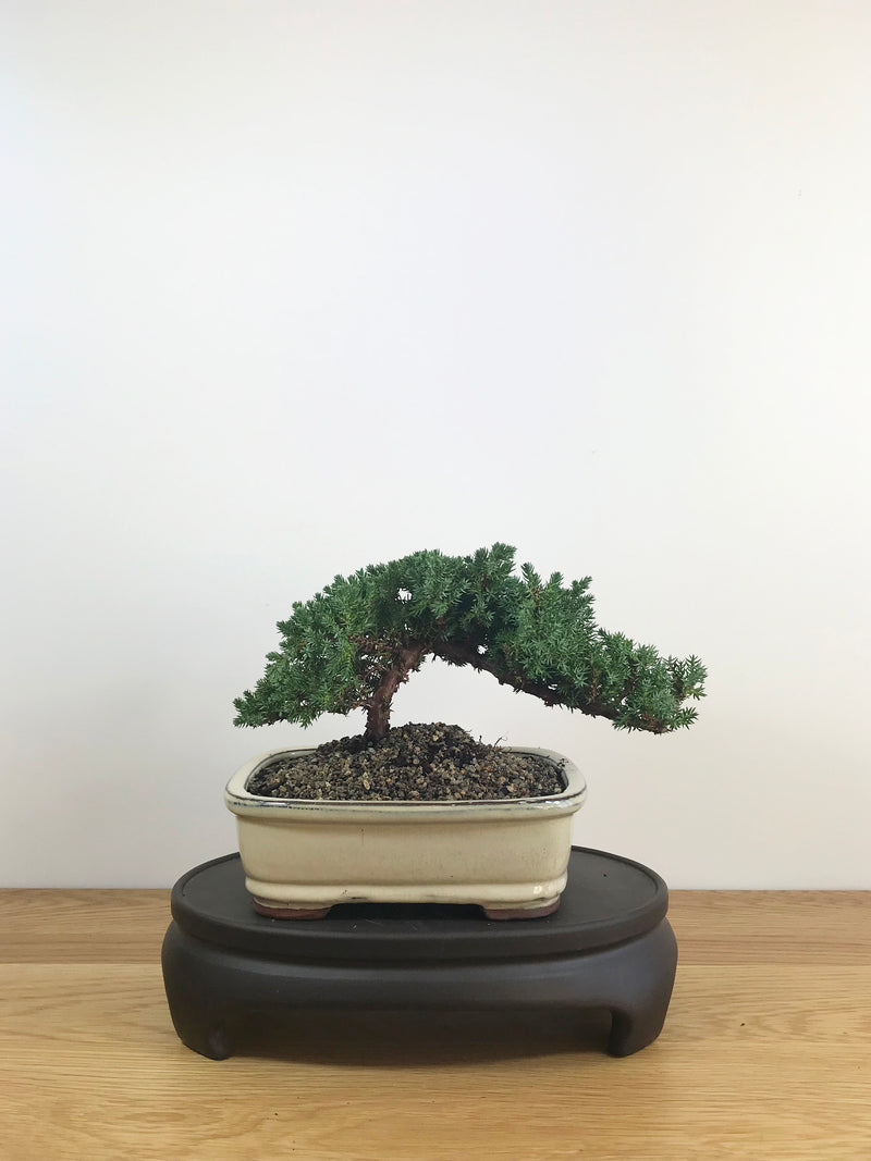JAPANESE JUNIPER (JP08021) - MiniGardens NZ