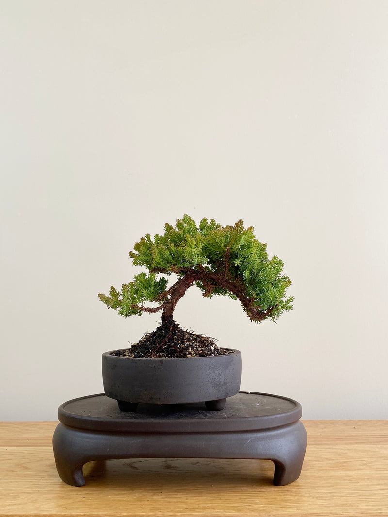 JAPANESE JUNIPER (JP08021)