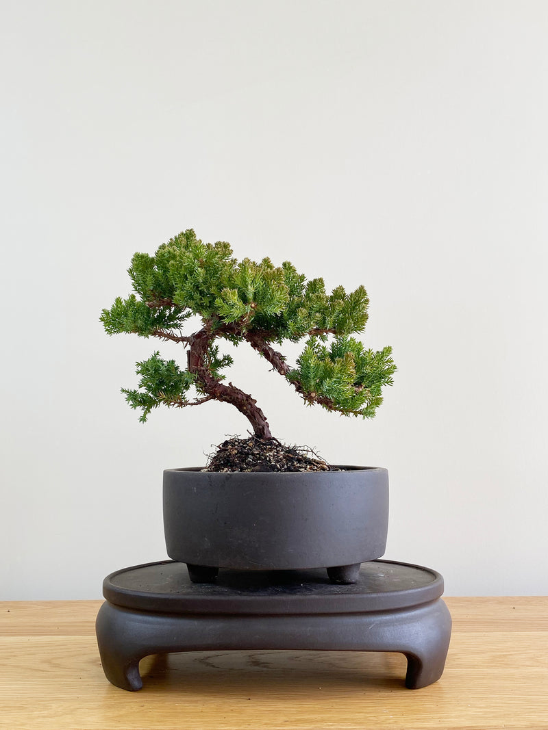 JAPANESE JUNIPER (JP08022)