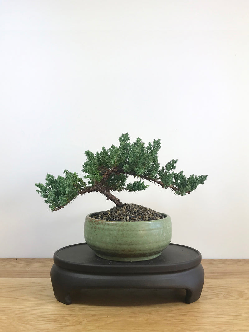 JAPANESE JUNIPER (JP08023) - MiniGardens NZ